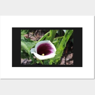 Calla Lily Tilted Photographic Image Posters and Art